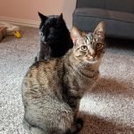 Arnold and Flash’s Adoption Story