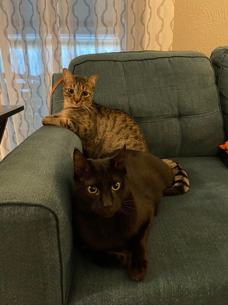 Arnold and Flash on the couch