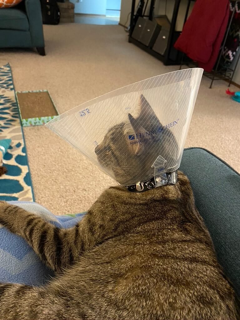 cat wearing a cone