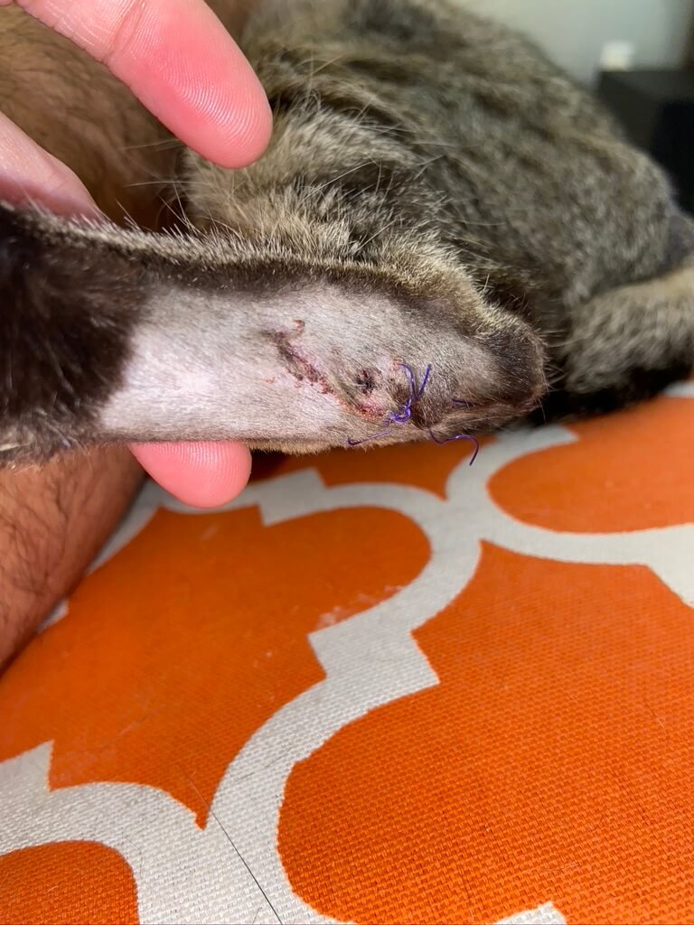 cat foot with stitches