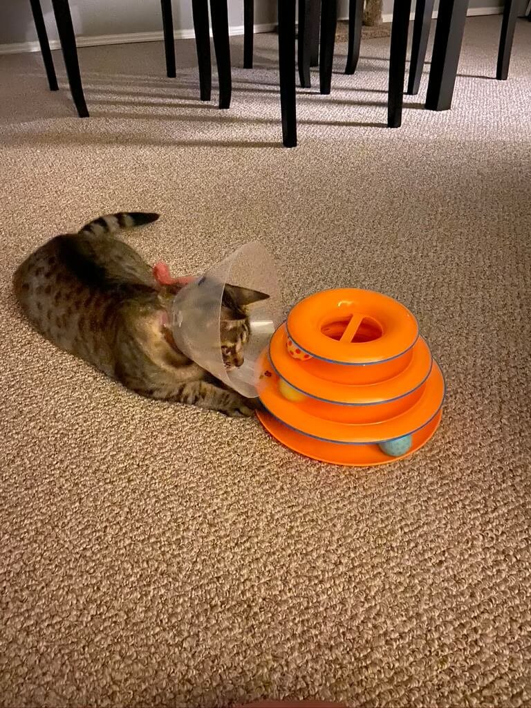cat wearing a cone playing with a toy