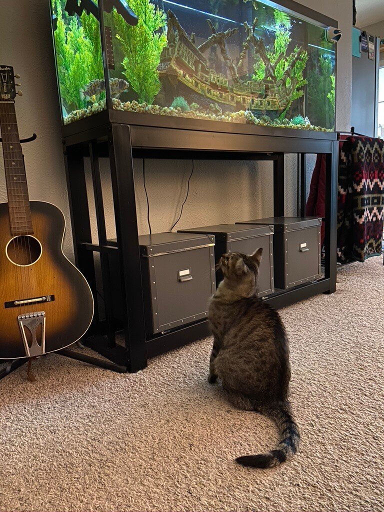 cat in front of a fish tank