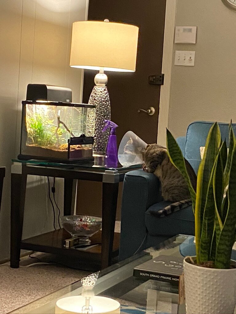 cat in front of a terrarium