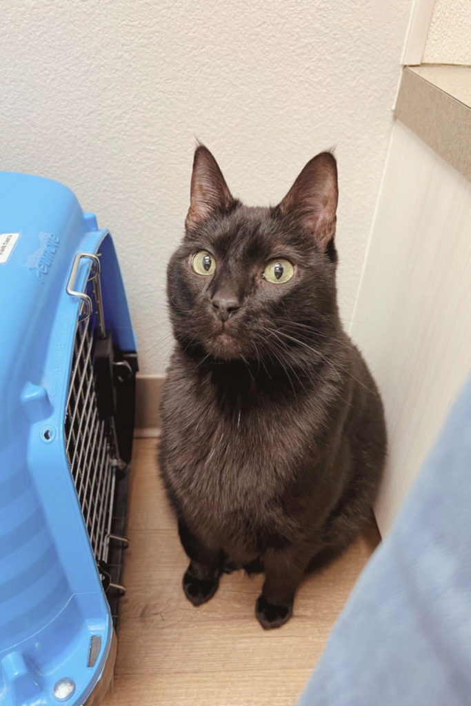 What Happens When Your Cat Has Surgery For Ear Polyps