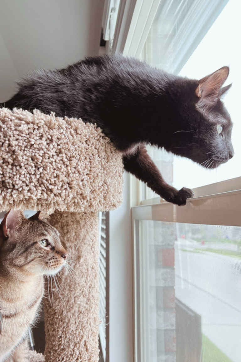 Finding Love Again: Adopting Arnold and Flash During Uncertain Times