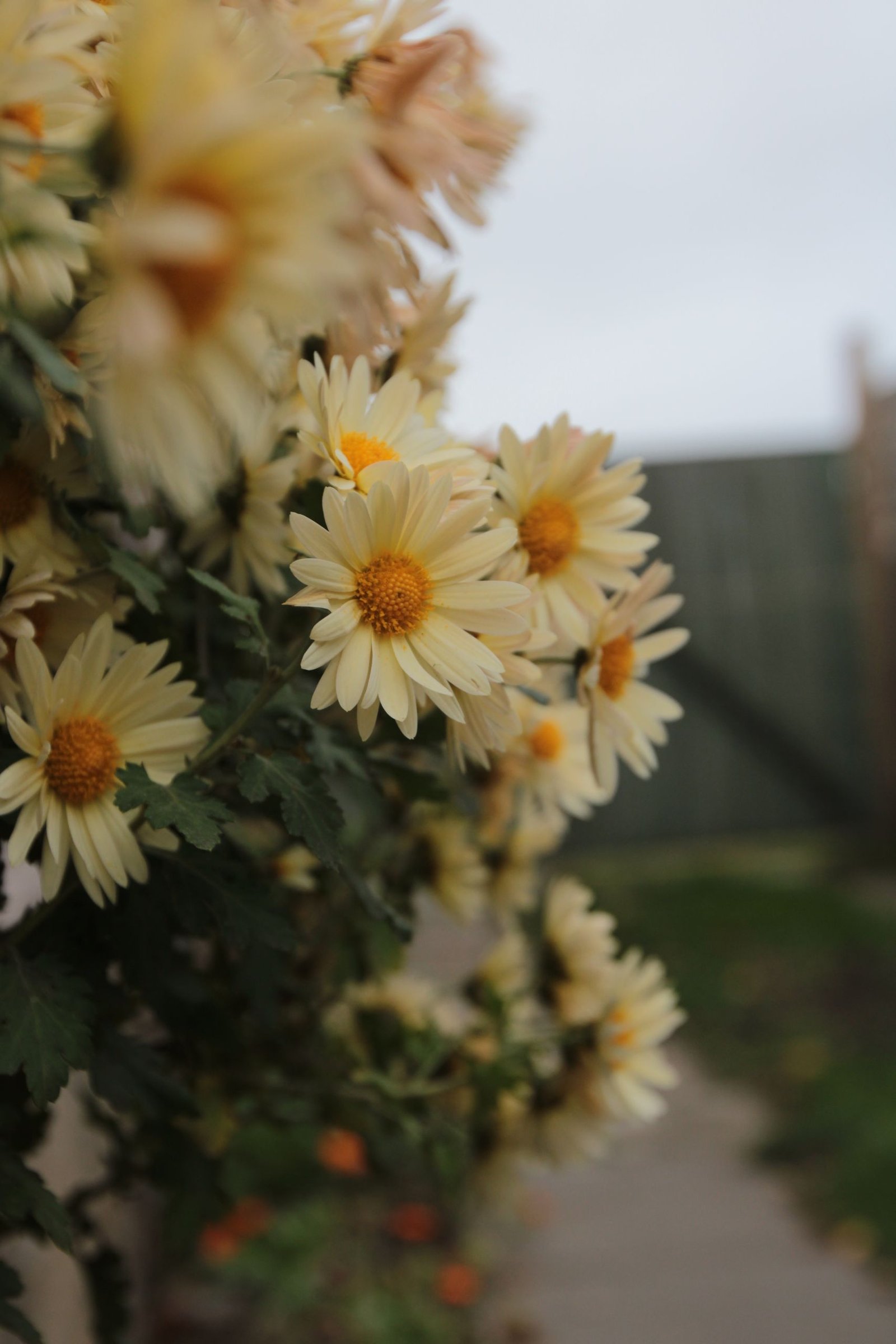 Vibrant yellow daisies in full bloom captured in a garden setting.
